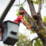 Tree Maintenance