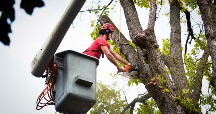 Tree Maintenance