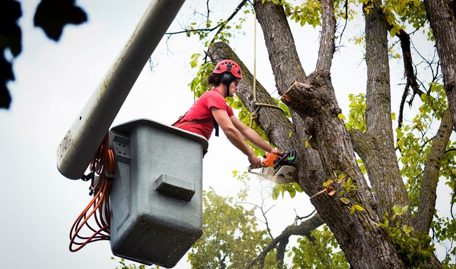 Tree Maintenance