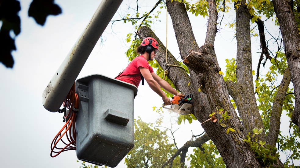 Tree Maintenance